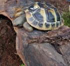 Griechische Landschildkröten Thb