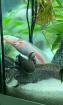 Axolotl Aquarium Juwel